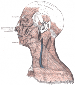 Muscles of the face